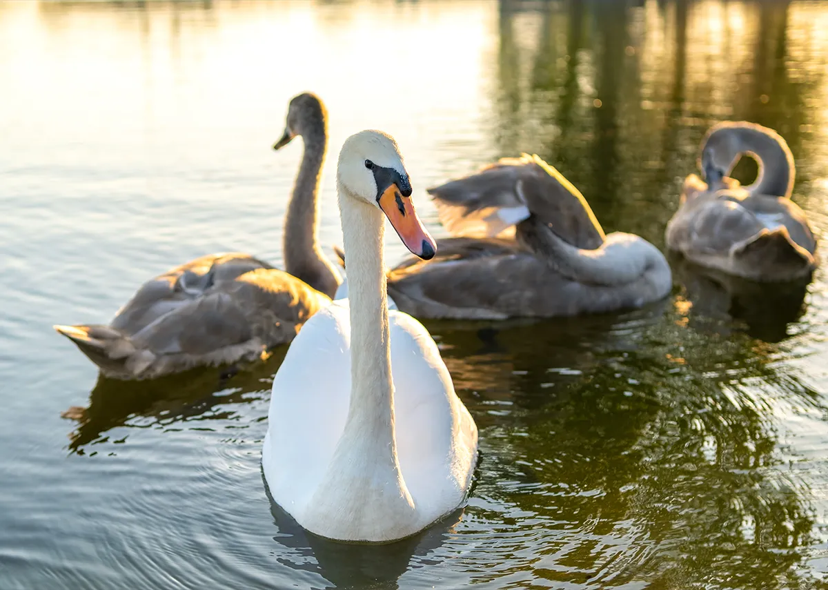 Schwanenteichpark